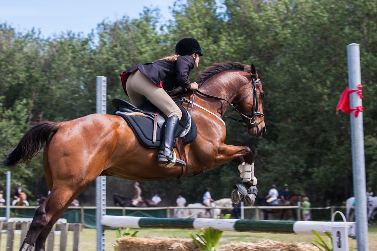 Laser therapy for performance horses as a recovery strategy