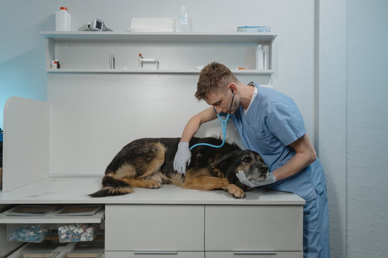 Photobiomodulation as standard care in veterinary sports medicine