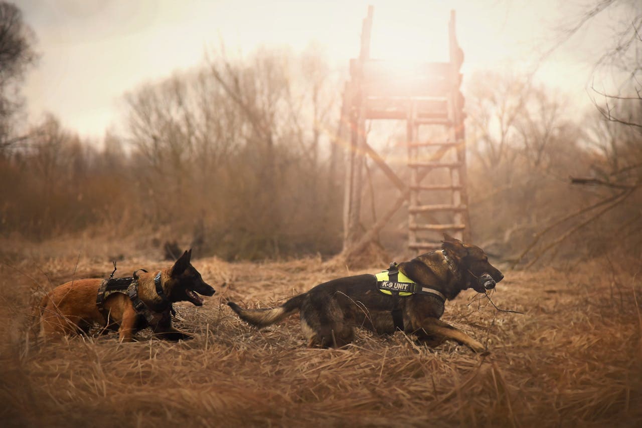 Laser therapy preventing overuse injuries in senior working dogs